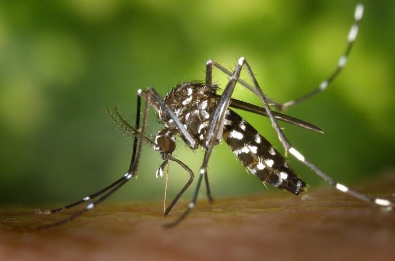 Boletim da DENGUE em Arcos