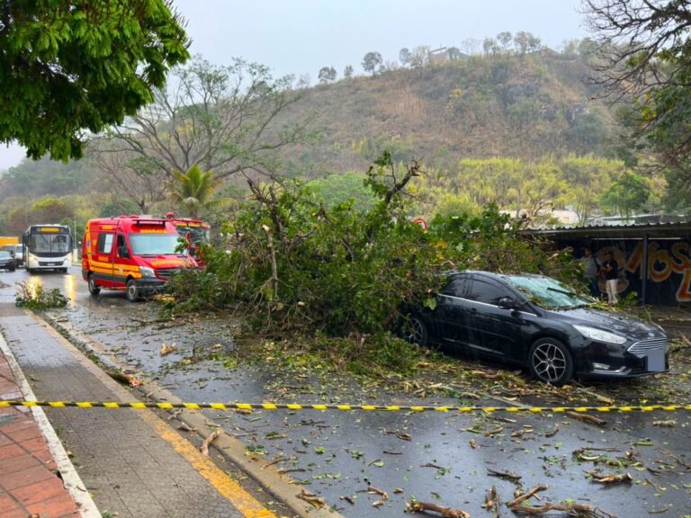 Árvore cai sobre dois veículos na Avenida Rio Branco, em Formiga